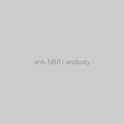 FN Test - anti- NBR1 antibody